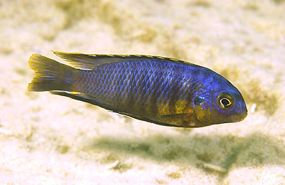 Tropheops sp. 'orange chest' Boadzulu Island